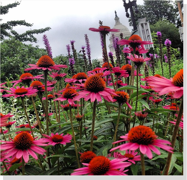 Summer Cone Flowers Thrive in Annandale